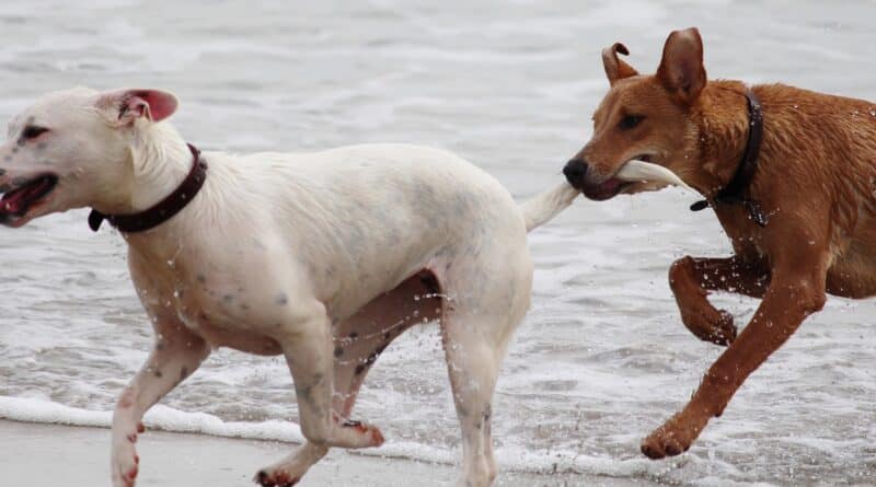 Queue du chien