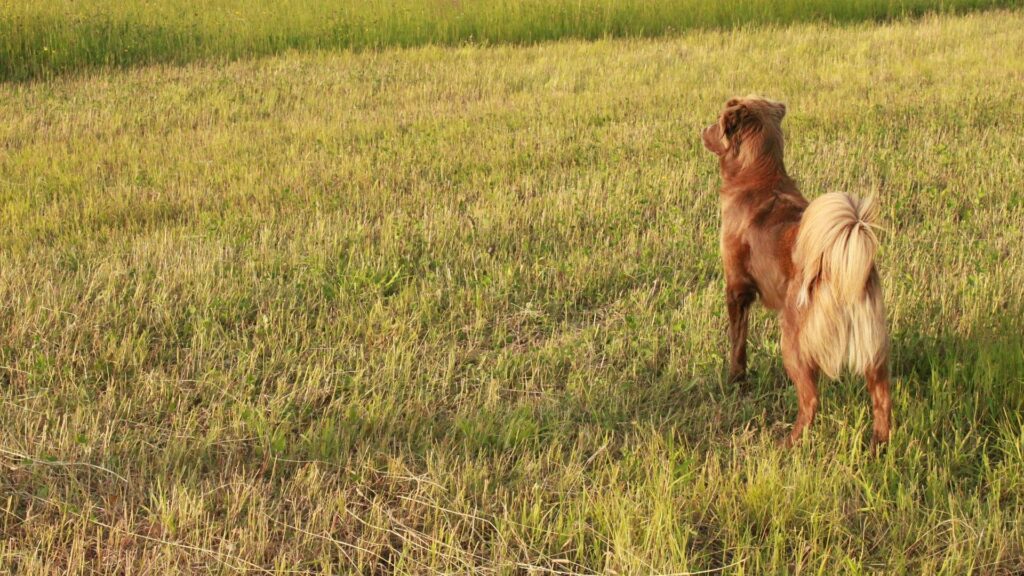 Queue du chien son rôle