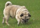 Ramasse crotte pour chien