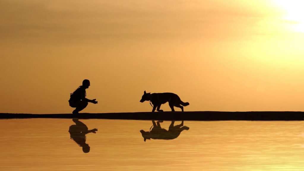 Rendre un chien plus câlin