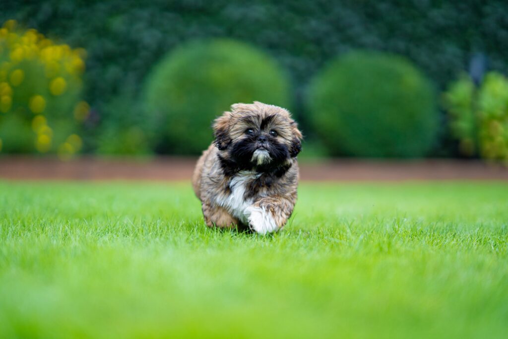 Shih tzu
