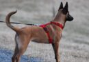 Taille harnais pour chien