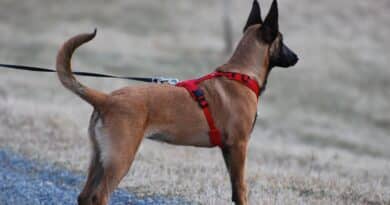 Taille harnais pour chien