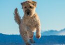 Vitamine pour chien