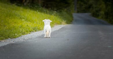 Vous ne devez pas adopter un chien pourquoi