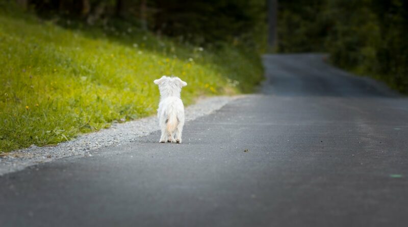 Vous ne devez pas adopter un chien pourquoi