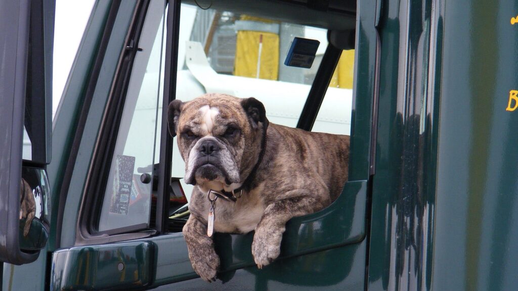 Voyager en camping-car avec un chien