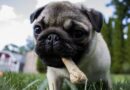 alimentation du chien