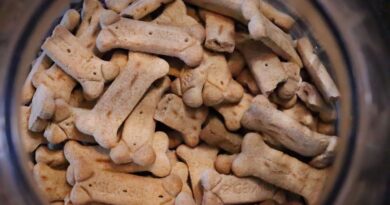 biscuit pour chien