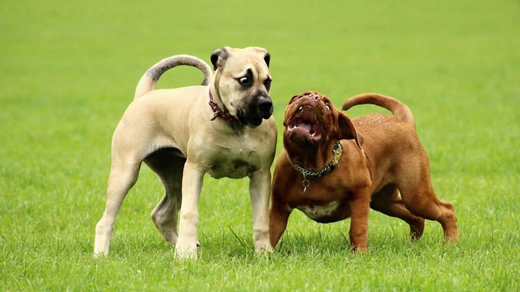 choisir Assurance pour chien 1re et 2e catégorie