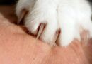 choisir un Griffoir pour chat