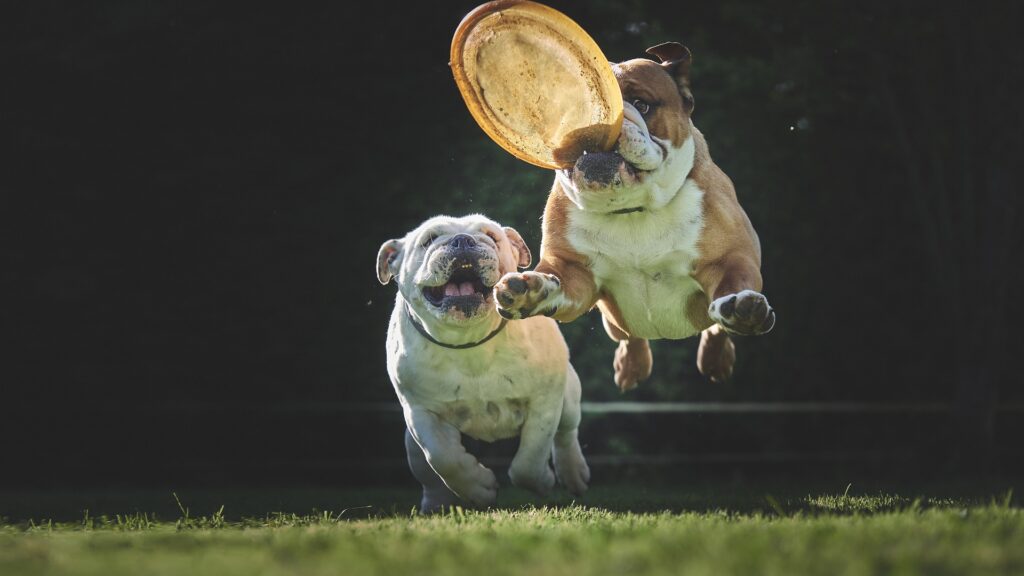 comment Jouer au frisbee avec son chien