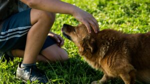 comment Montrer son amour à son chien