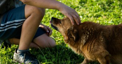 comment Montrer son amour à son chien