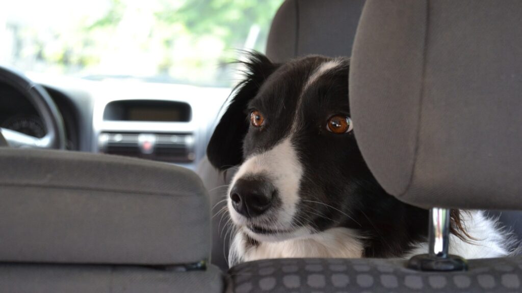 comment se débarrasser Odeur du chien dans une voiture