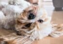 commentn Garder sa maison propre avec un chien