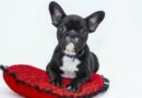 couche pour chien