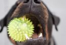 dents du chien