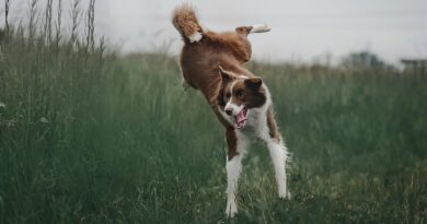 éduquer les Chiens de caractère