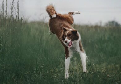 éduquer les Chiens de caractère