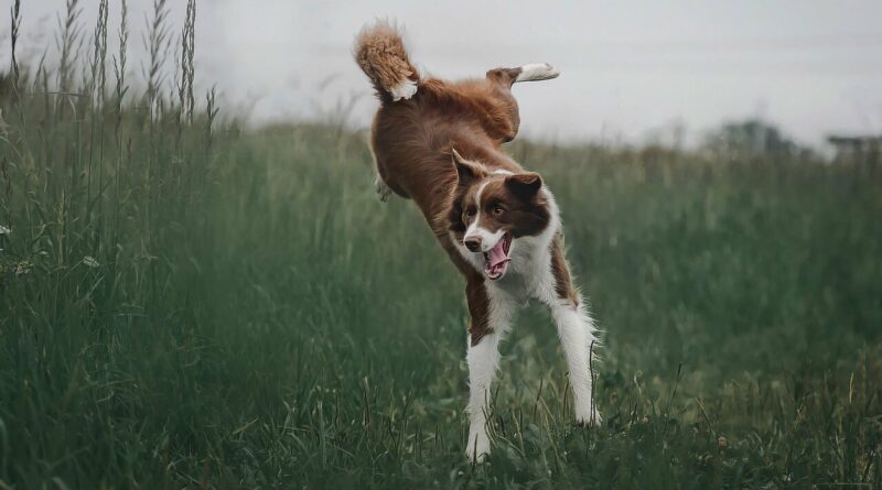 éduquer les Chiens de caractère