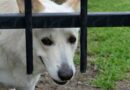 enclos pour chien
