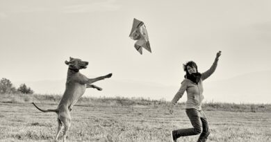 entrainement au dogdancing