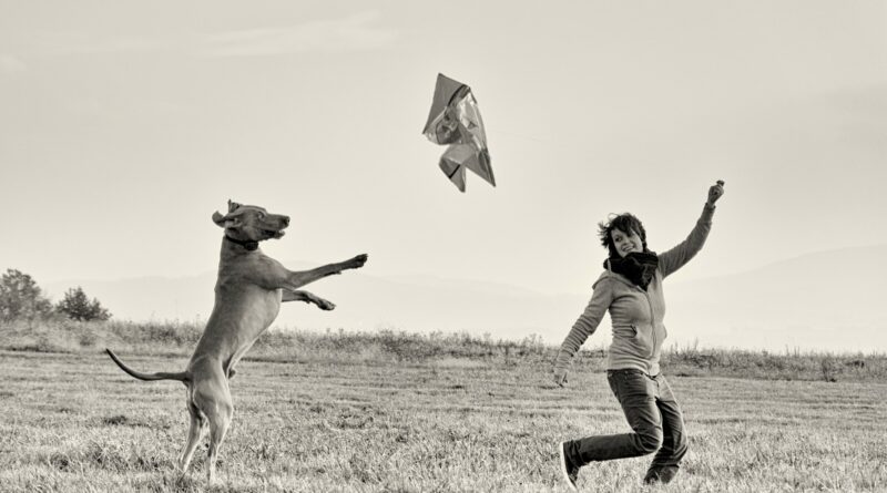 entrainement au dogdancing