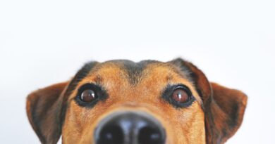 fonctionnement de l'Odorat du chien