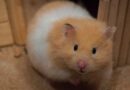 laisse pour hamster