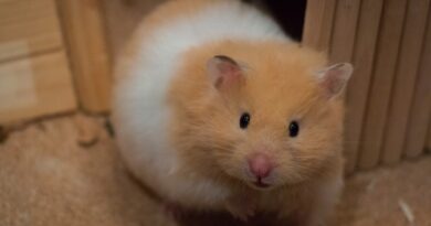 laisse pour hamster