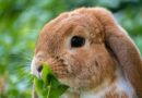 lapin domestique
