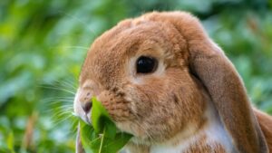 lapin domestique