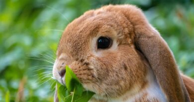 lapin domestique