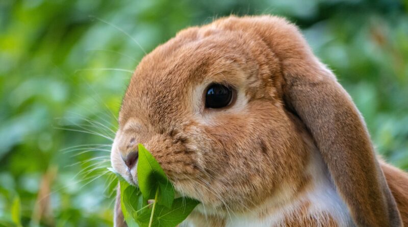 lapin domestique