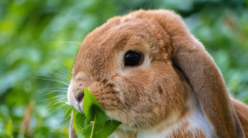 lapin domestique