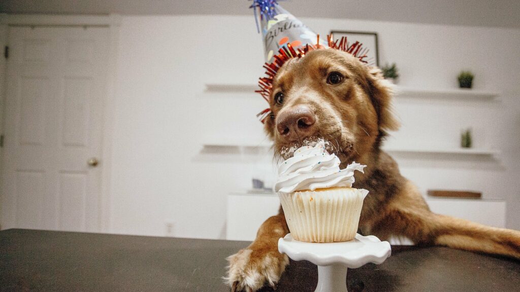 les aliments à éviter pour un chien