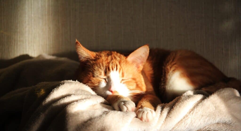 matelas pour chat