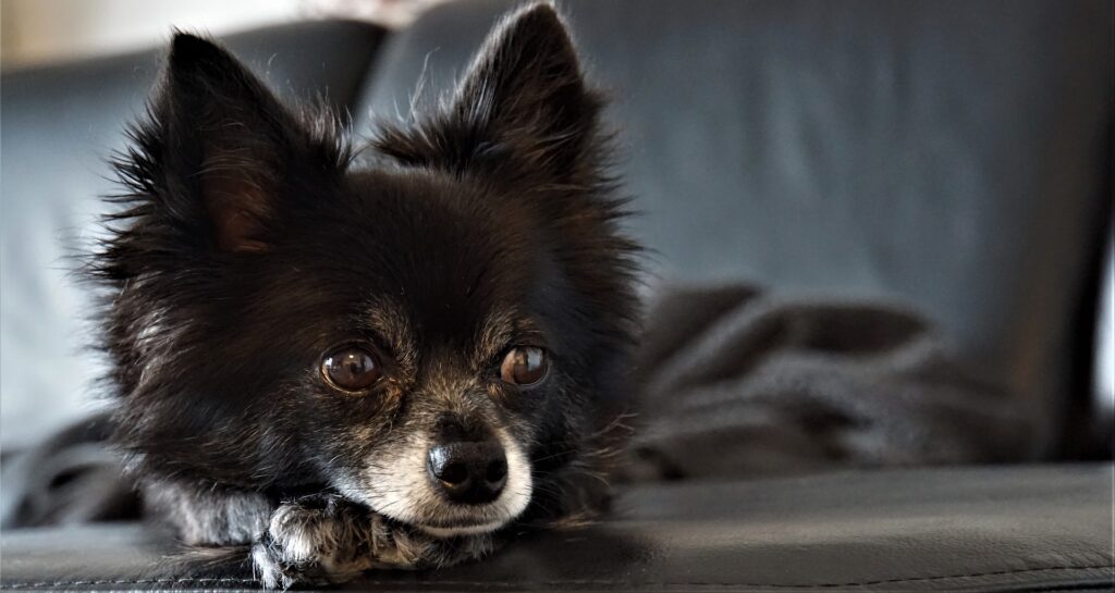 poils du chien sur un tapis