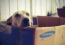 pourquoi une niche d’intérieur pour chien