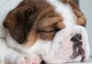 quelle Assurance pas chère pour chien choisir