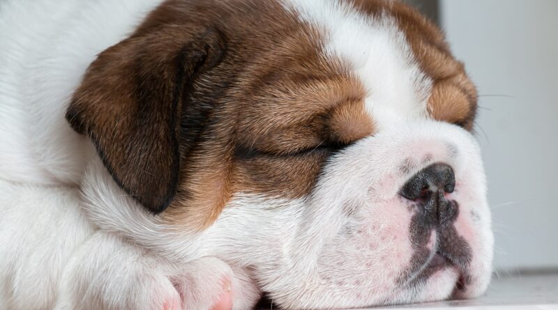 quelle Assurance pas chère pour chien choisir