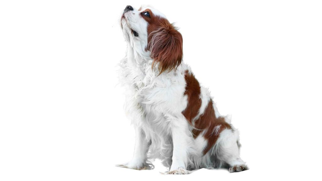 réussir l'éducation d’un Cavalier King Charles