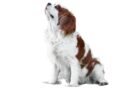 réussir l'éducation d’un Cavalier King Charles