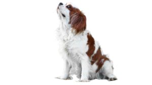 réussir l'éducation d’un Cavalier King Charles