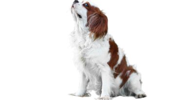 réussir l'éducation d’un Cavalier King Charles
