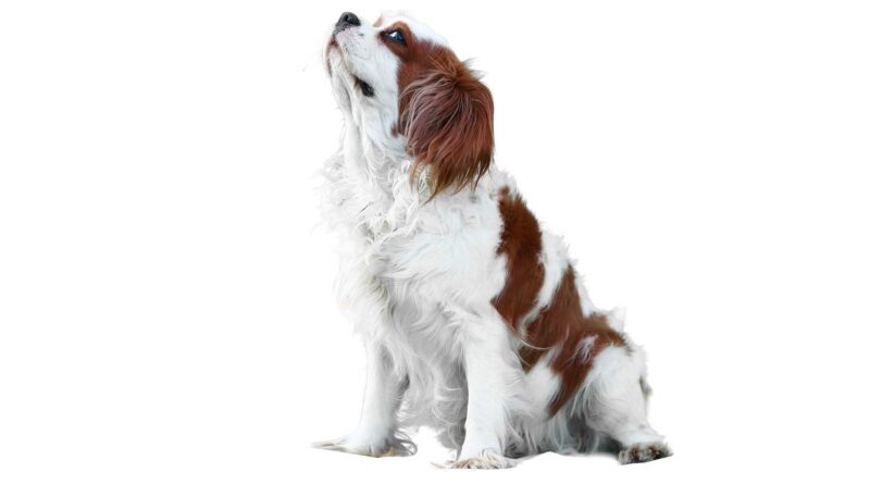 réussir l'éducation d’un Cavalier King Charles