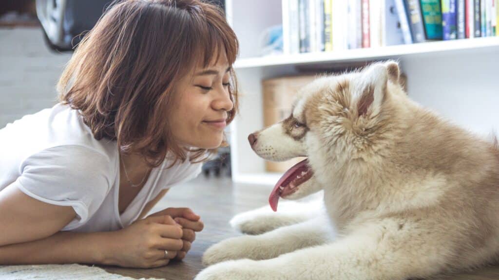 réussir l'éducation d’un Husky