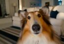solutions Anti-stress pour chien