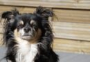 tondeuse chien